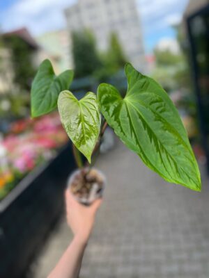 Anthurium Mystery (Anth. sagittatum ‘Slim’ x Anth. besseae aff)