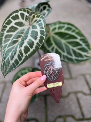 Dockblock Anthurium Michelle®