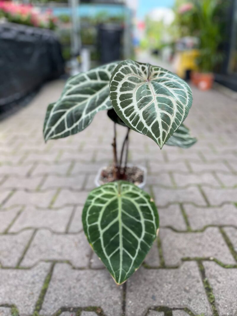 Dockblock Anthurium Michelle®