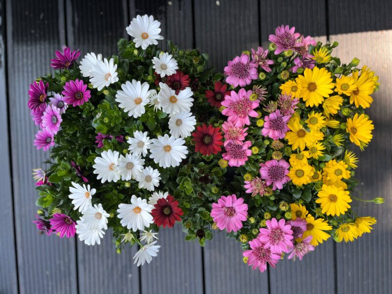 Osteospermum – Stokrotka afrykańska Osteospermum – Stokrotka afrykańska