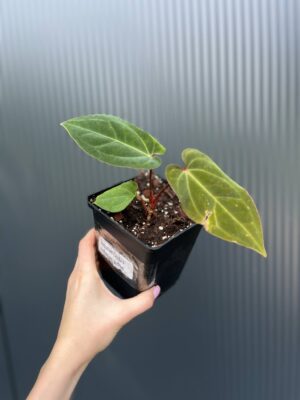 Anthurium Eureka × Anthurium dressleri