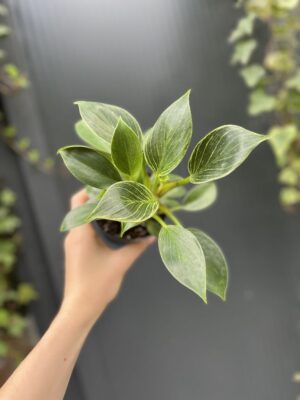 Philodendron Birkin