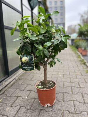 Cytrus Limon Variegata