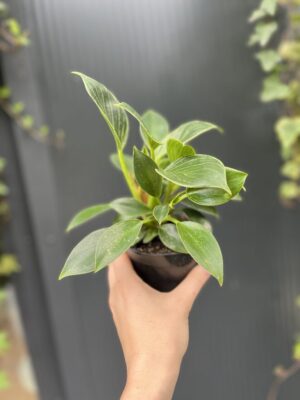 Philodendron Birkin
