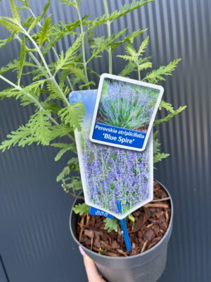 Perovskia atriplicifolia ‘Blue Spire’ – Szałwia rosyjska ‘Blue Spire’