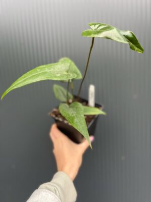 Anthurium Nigrolaminum × Anthurium papillilaminum