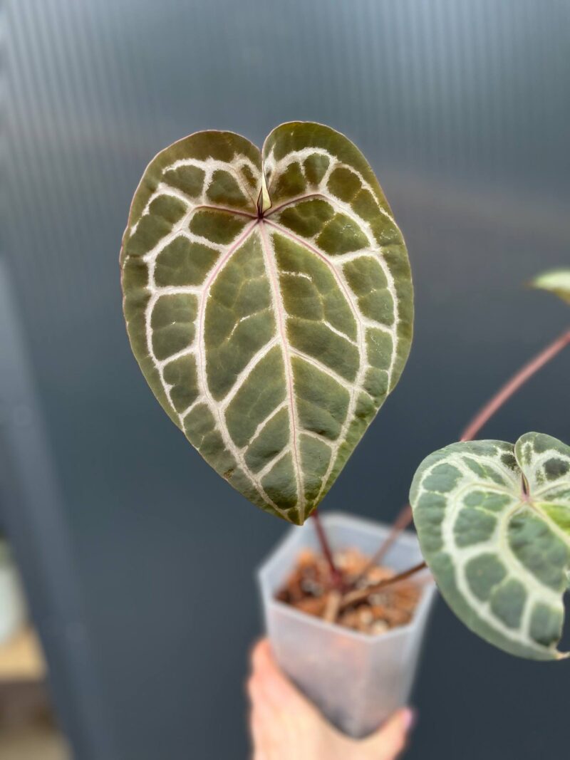 Dockblock Anthurium Giannina ‘Crystalinum 8’ x ‘Michelle® 11’ Dockblock Anthurium Giannina ‘Crystalinum 8’ x ‘Michelle® 11’