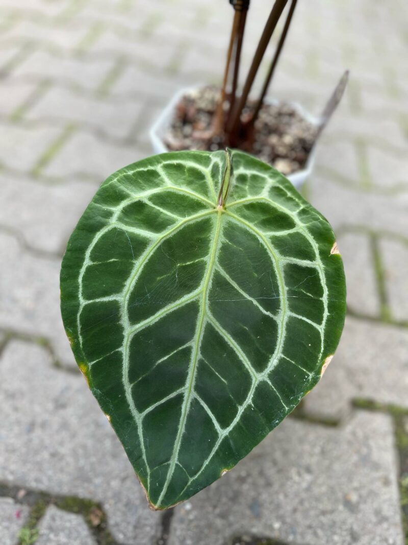 Dockblock Anthurium Michelle®