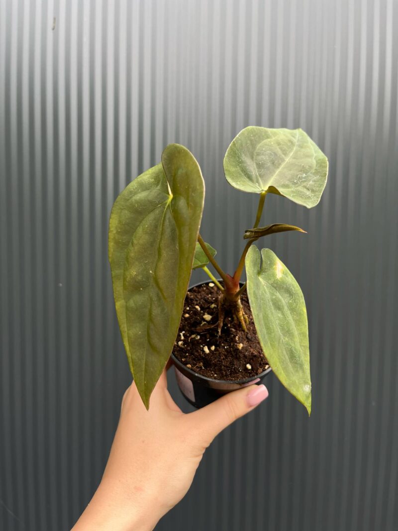 Anthurium Wonderland