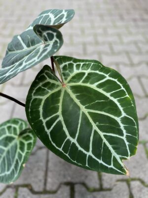 Dockblock Anthurium Michelle®