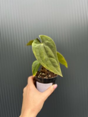 Anthurium Wonderland