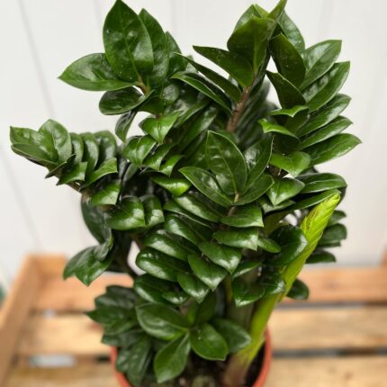 Zamioculcas Zenzi