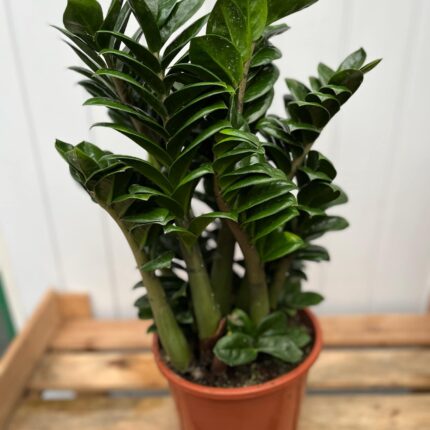 Zamioculcas Zenzi