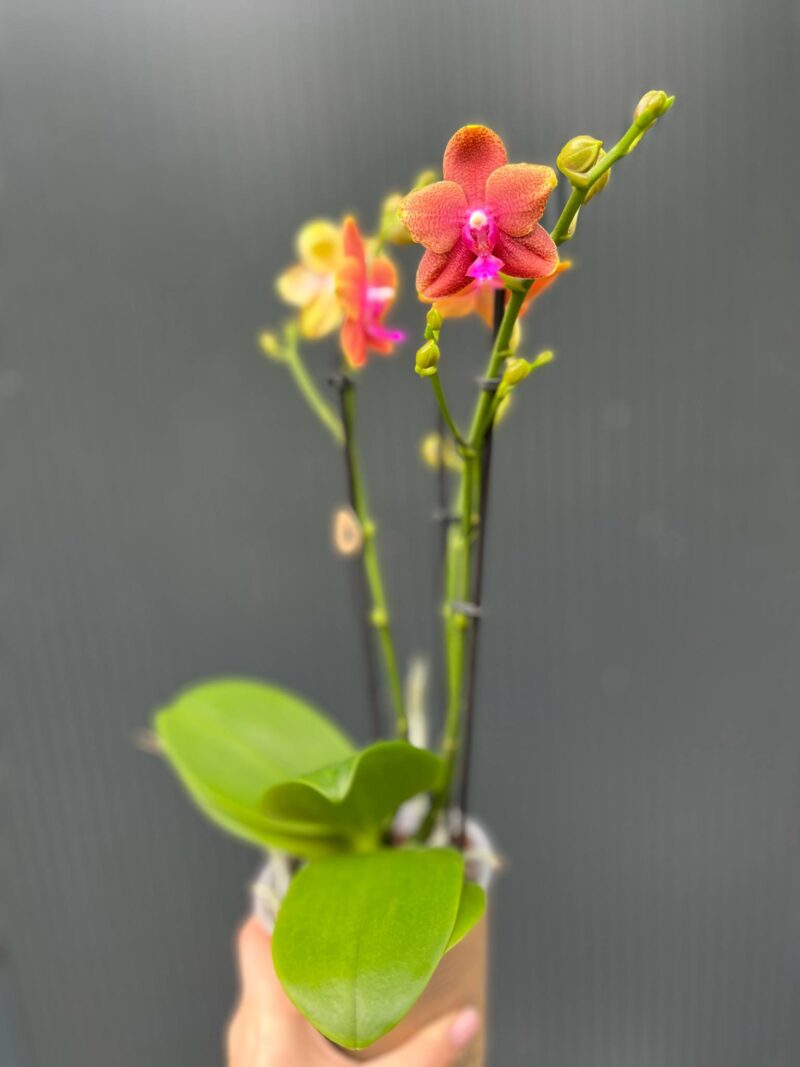 Phalaenopsis Bolgheri | Storczyk Pachnący