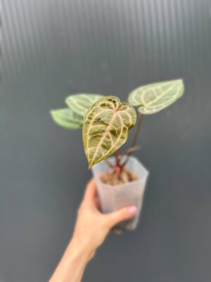 Dockblock Anthurium Zara® x Michelle®