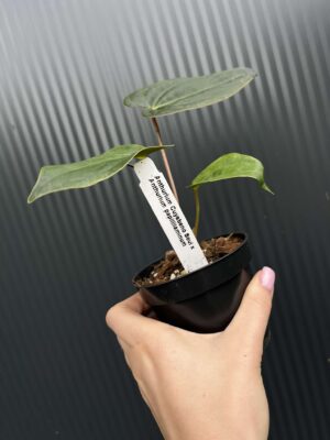 Anthurium Cuyabeno Soul x Anthurium Papillilaminum 