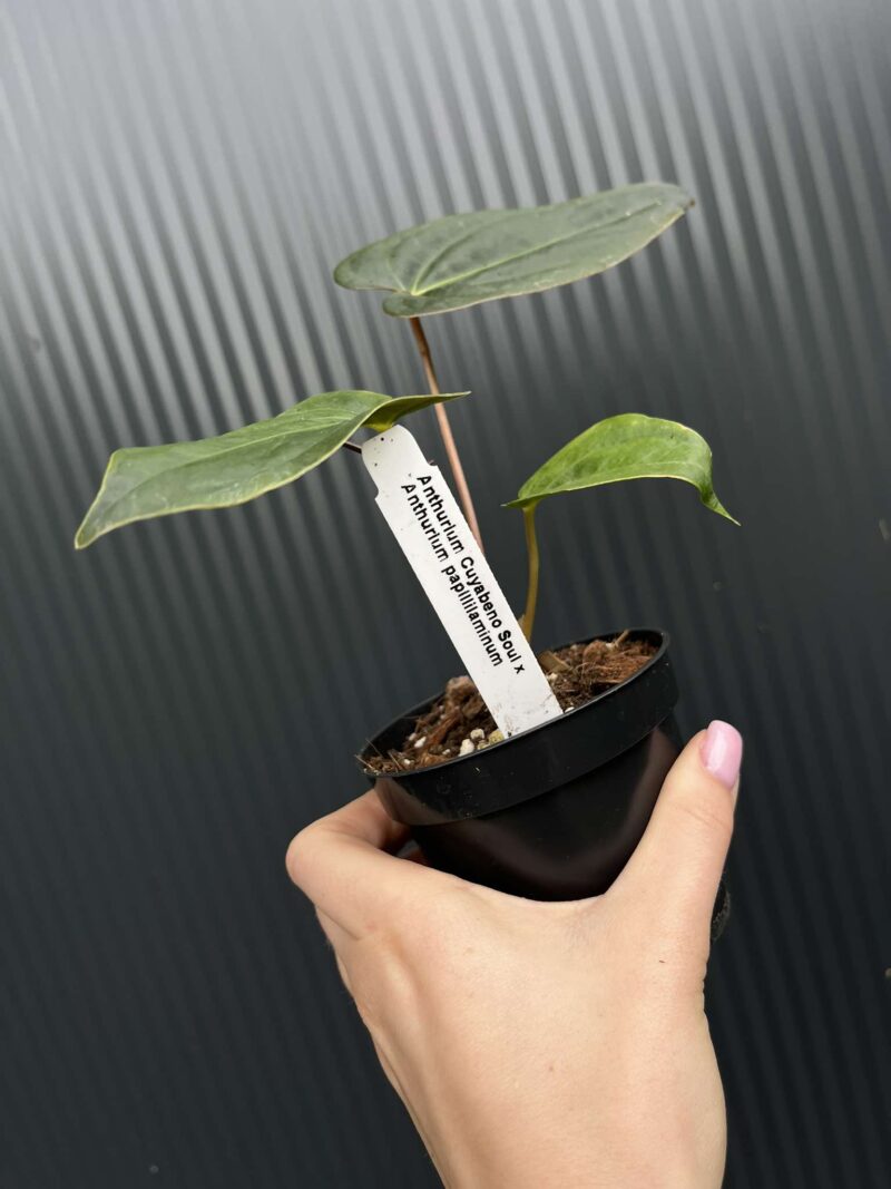 Anthurium Cuyabeno Soul x Anthurium Papillilaminum 