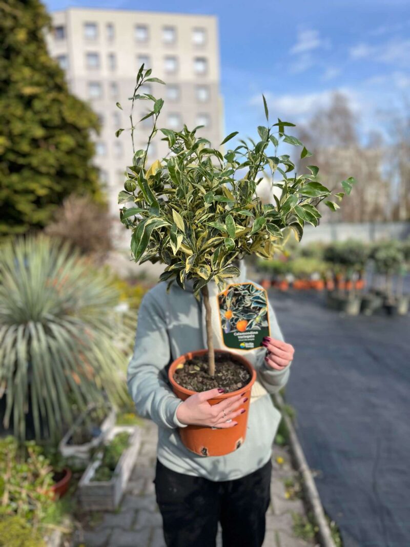 Calamondin Variegata (Citrus mitis Variegata) | Cytrus Variegata