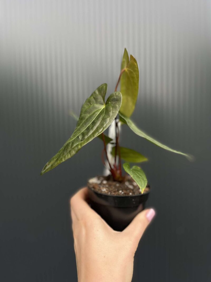 Anthurium Jungle Dreams x Papillilaminum