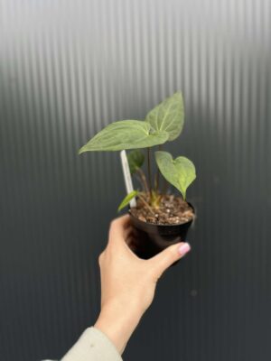 Anthurium Jungle Dreams x Papillilaminum