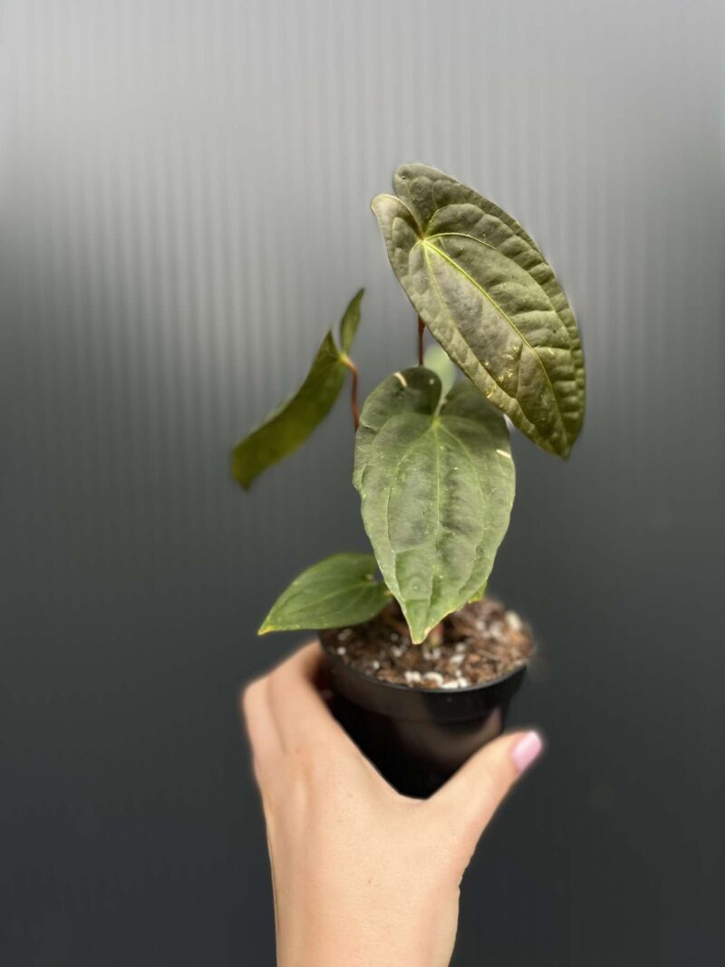 Anthurium Jungle Dreams x Papillilaminum