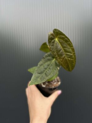 Anthurium Jungle Dreams x Papillilaminum