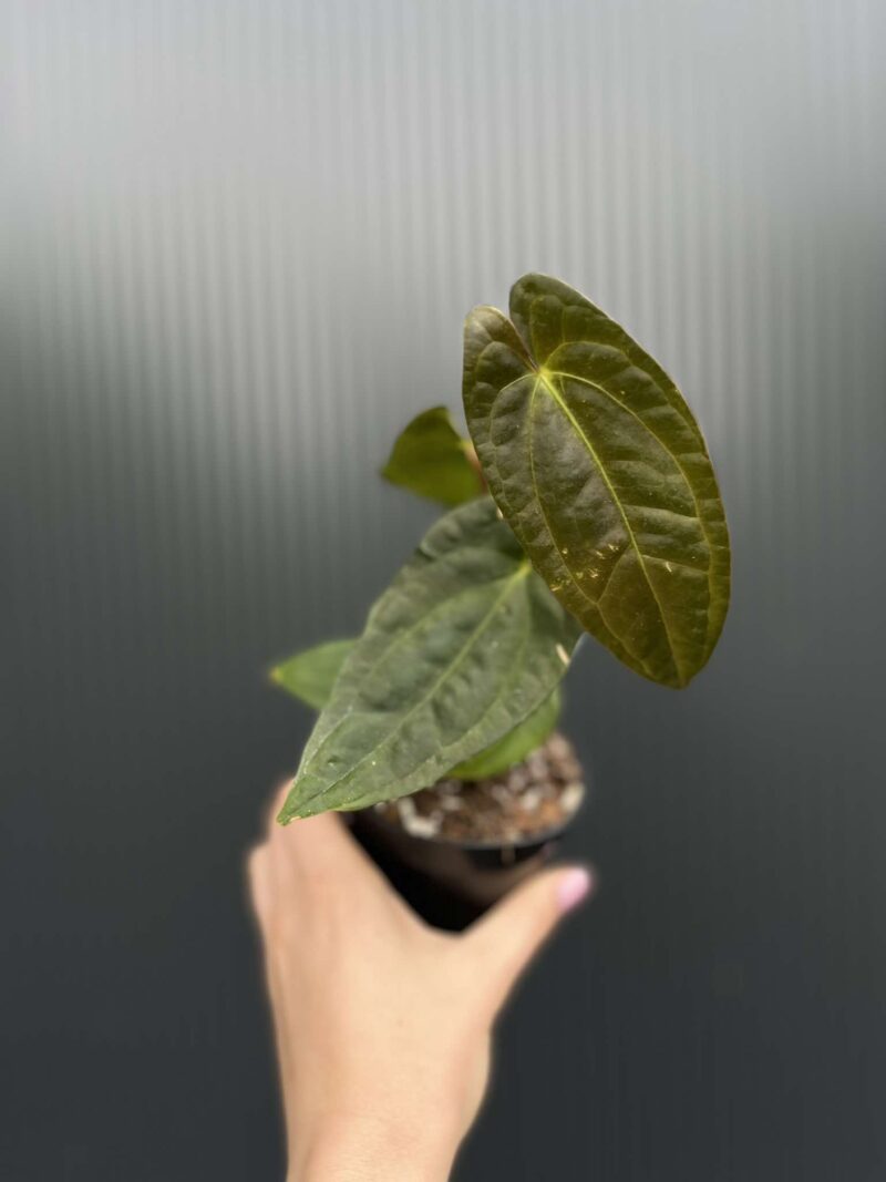 Anthurium Jungle Dreams x Papillilaminum