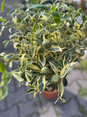 Calamondin Variegata (Citrus mitis Variegata) | Cytrus Variegata