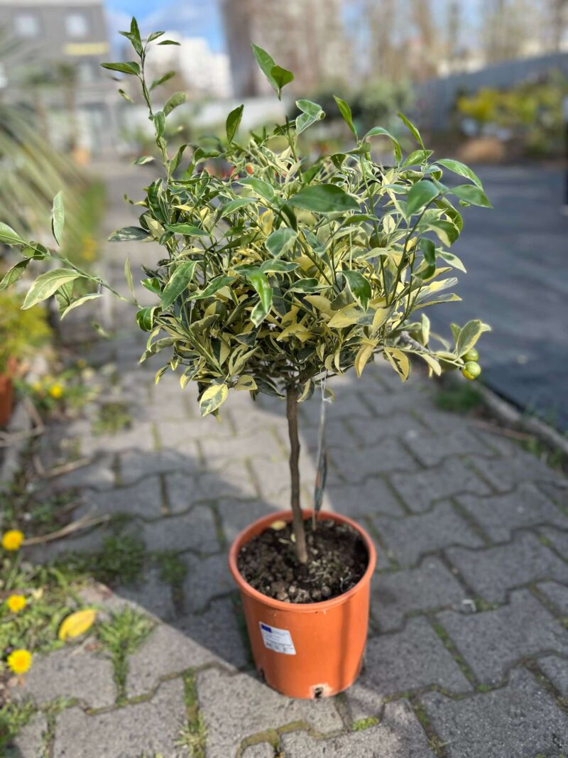 Calamondin Variegata (Citrus mitis Variegata) | Cytrus Variegata