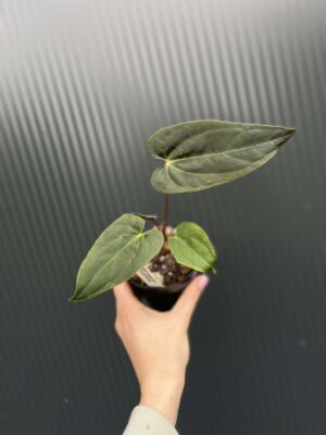 Anthurium Cuyabeno Soul x Anthurium Papillilaminum 