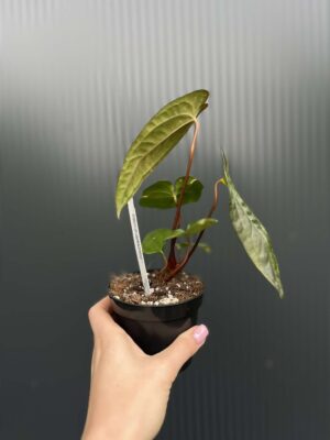 Anthurium Jungle Dreams x Papillilaminum