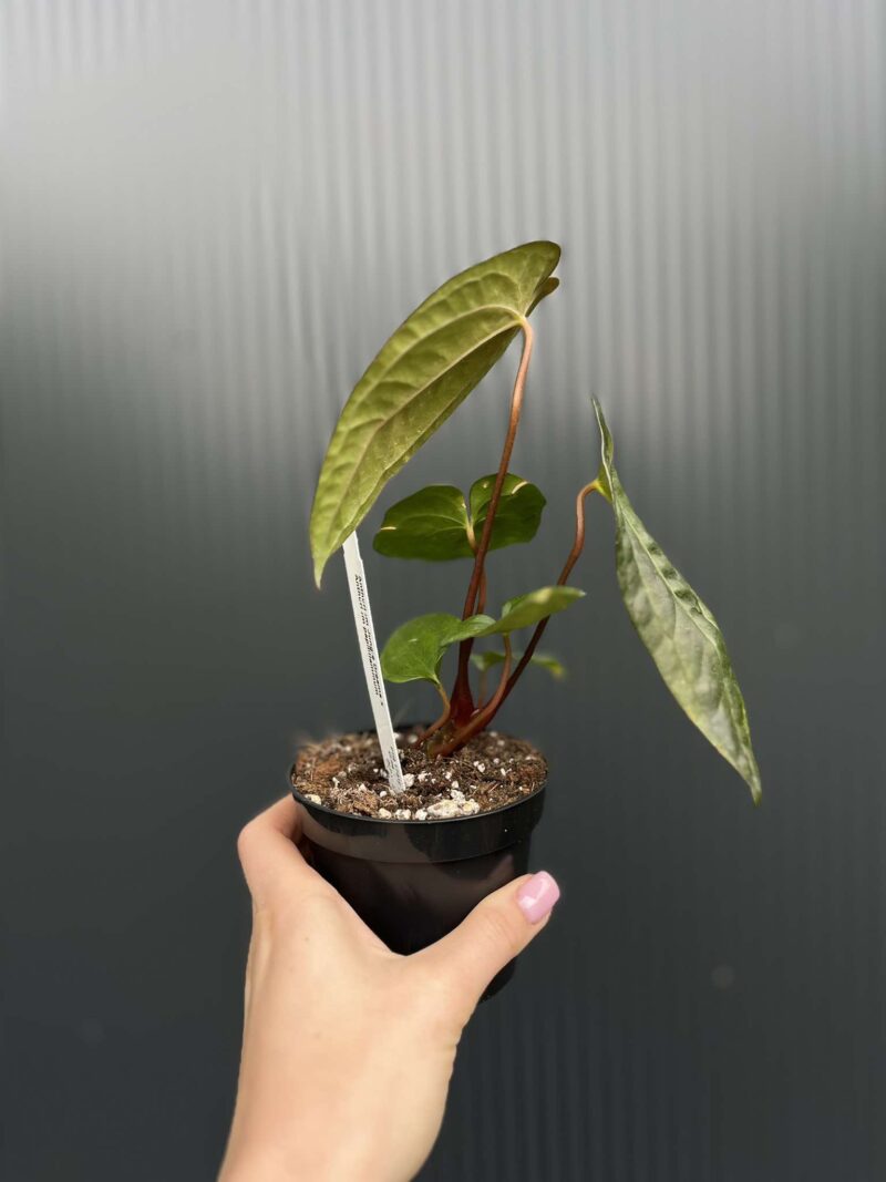 Anthurium Jungle Dreams x Papillilaminum