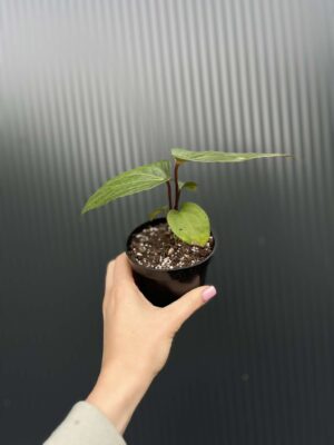 Anthurium Jungle Dreams (Anth. besseae aff x Anth. pinkleyi)