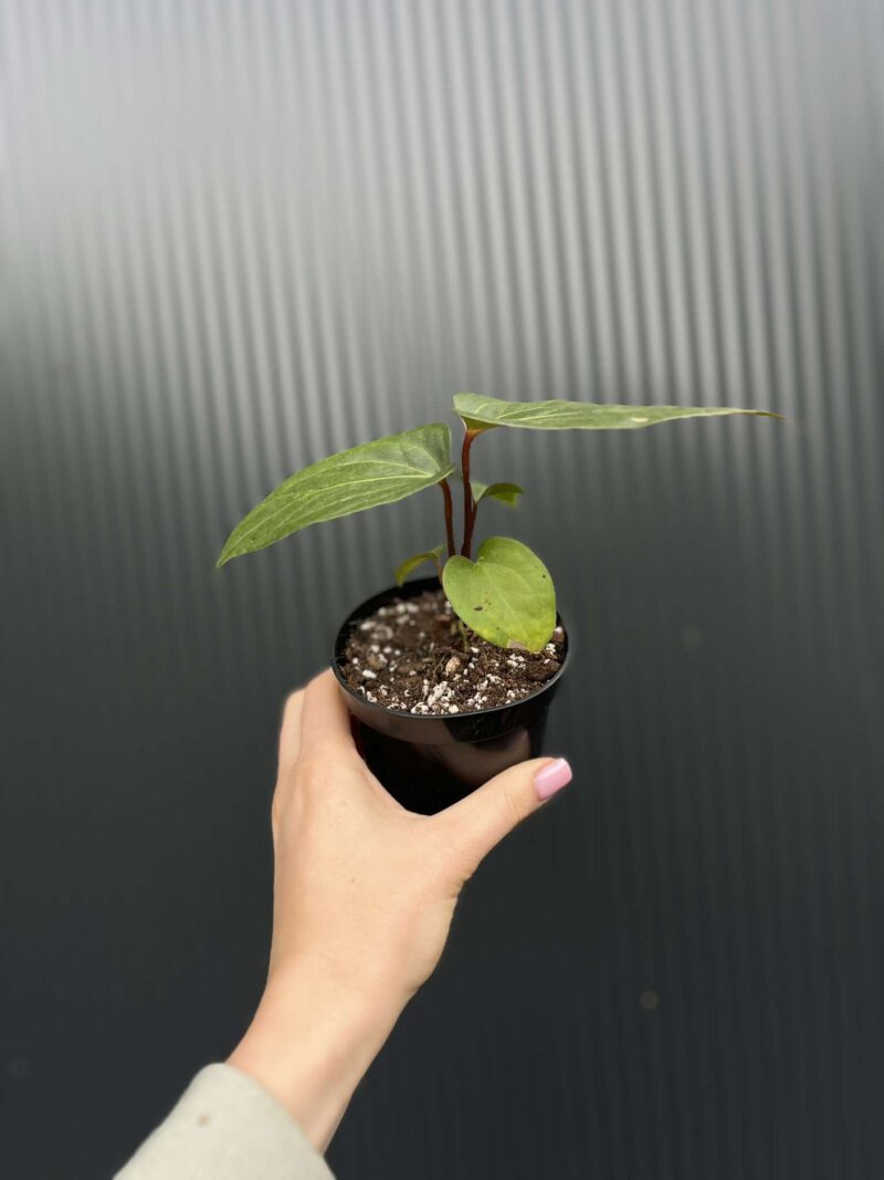 Anthurium Jungle Dreams (Anth. besseae aff x Anth. pinkleyi)