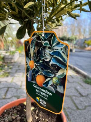 Calamondin Variegata (Citrus mitis Variegata) | Cytrus Variegata