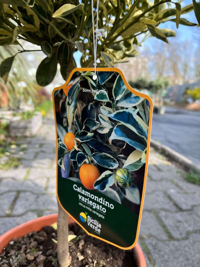 Calamondin Variegata (Citrus mitis Variegata) | Cytrus Variegata