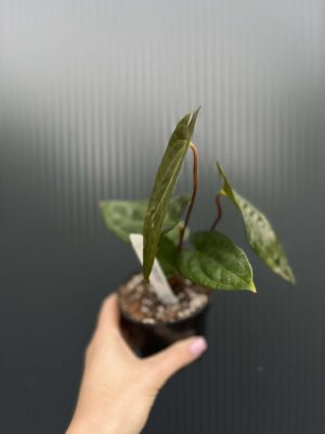 Anthurium Jungle Dreams x Papillilaminum