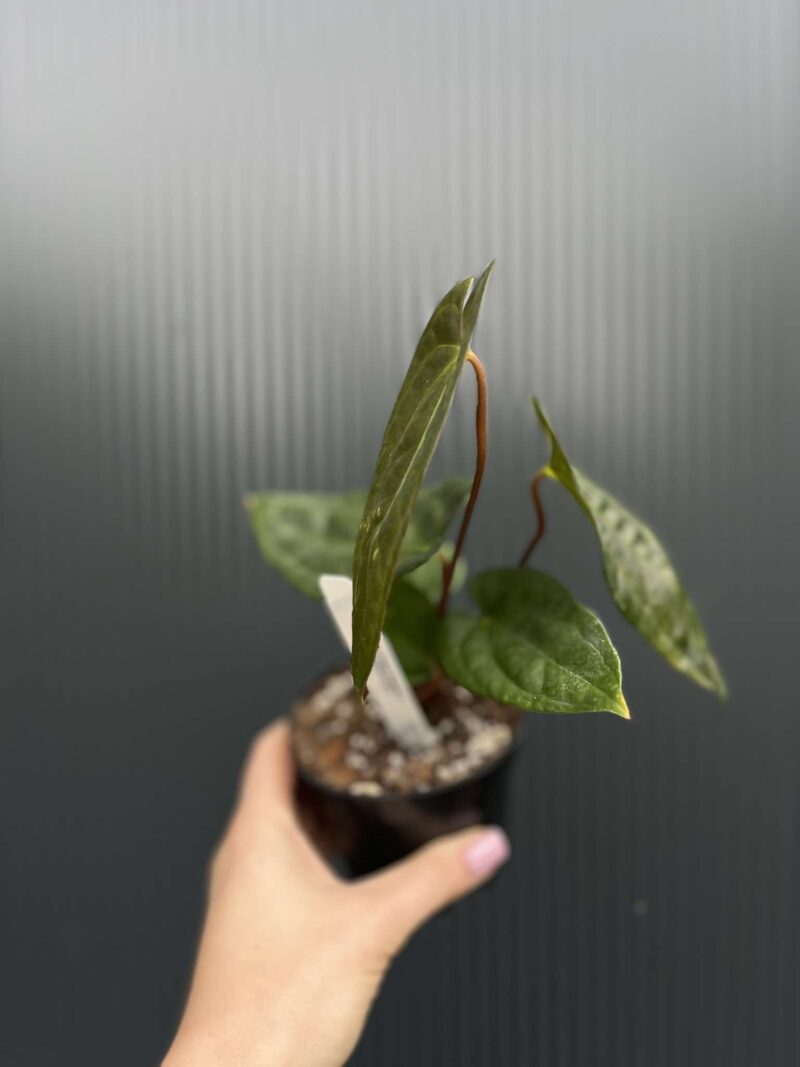 Anthurium Jungle Dreams x Papillilaminum