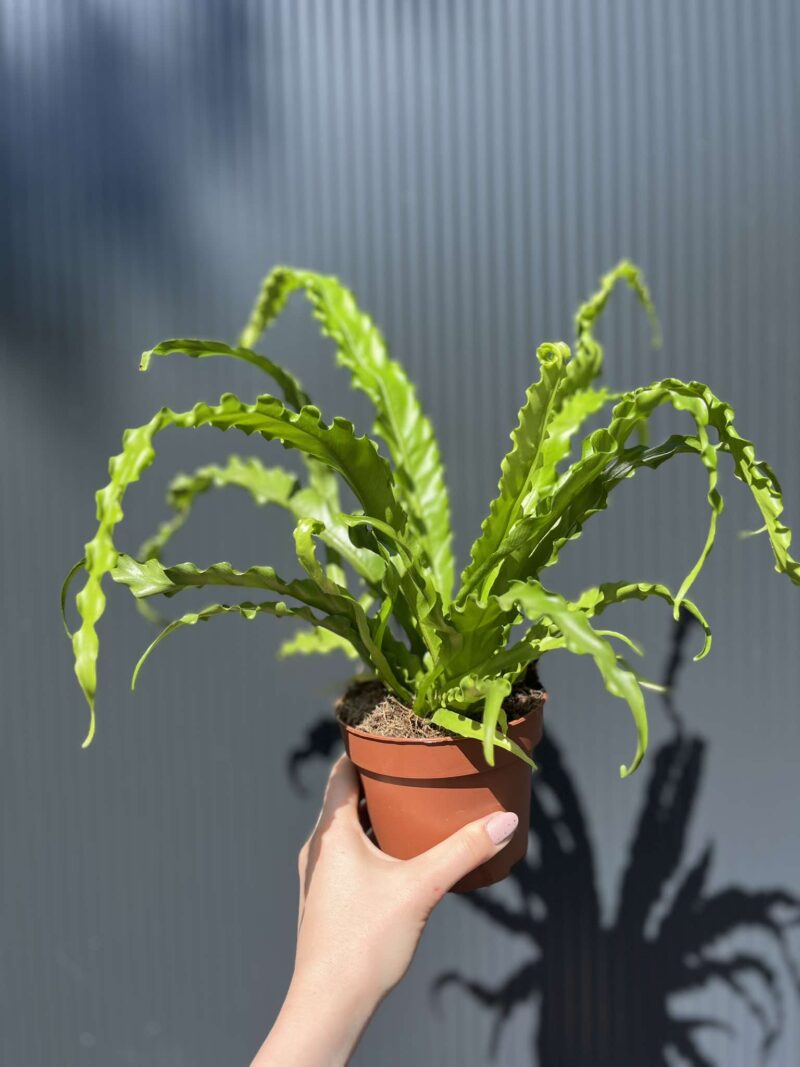 Asplenium nidus Crispy Wave, Paproć Gniazdowa Asplenium nidus Crispy Wave, Paproć Gniazdowa