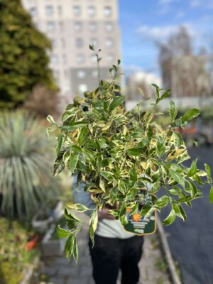 Calamondin Variegata (Citrus mitis Variegata) | Cytrus Variegata