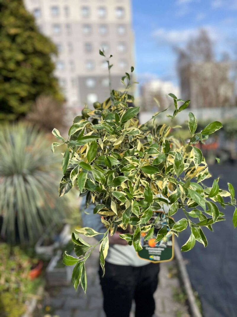 Calamondin Variegata (Citrus mitis Variegata) | Cytrus Variegata
