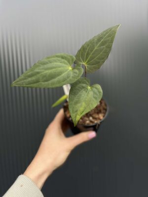 Anthurium Jungle Dreams x Papillilaminum