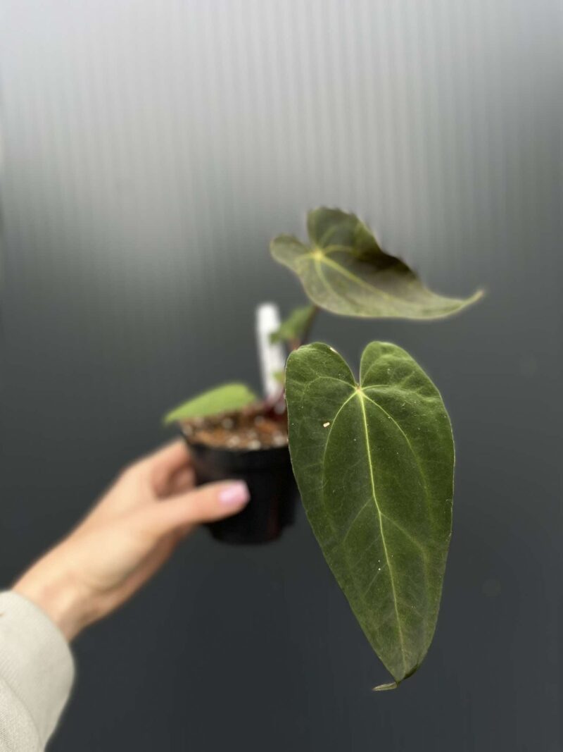 Anthurium Shuar Soul Inverse Crossing x Anthurium Papillilaminum