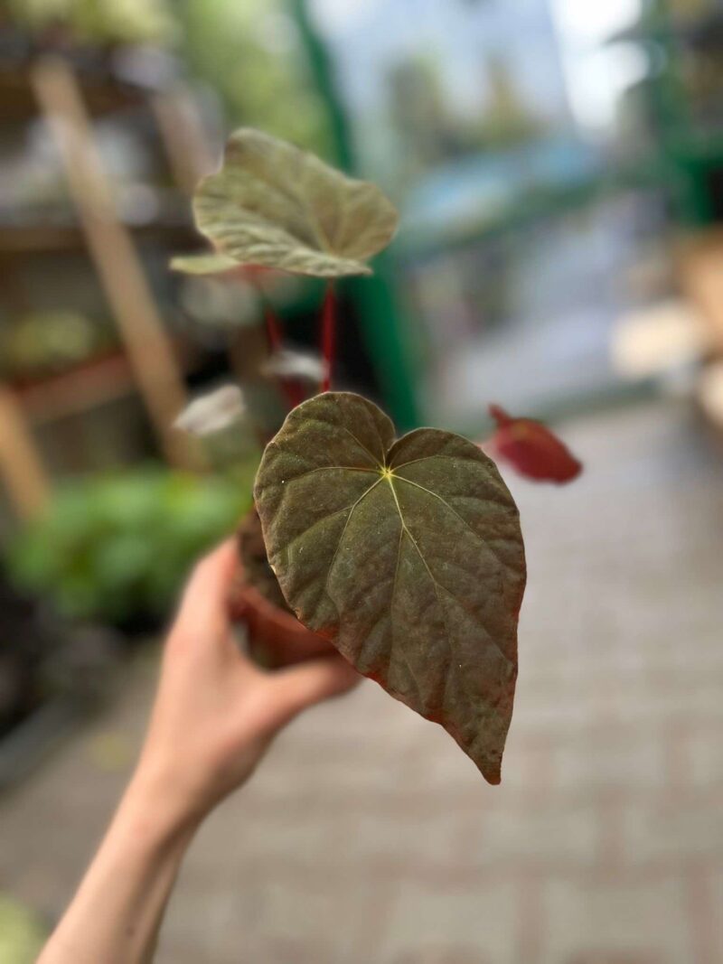 Begonia Pavonina