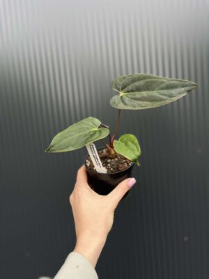 Anthurium Cuyabeno Soul x Anthurium Papillilaminum 