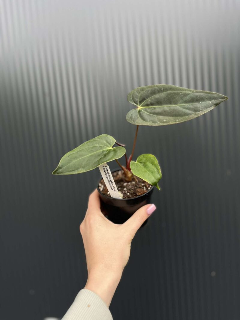 Anthurium Cuyabeno Soul x Anthurium Papillilaminum 