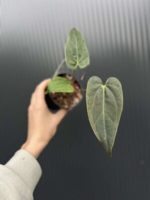 Anthurium Cuyabeno Soul x Anthurium Papillilaminum 