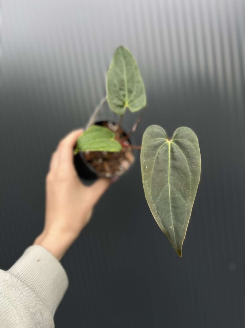 Anthurium Cuyabeno Soul x Anthurium Papillilaminum 