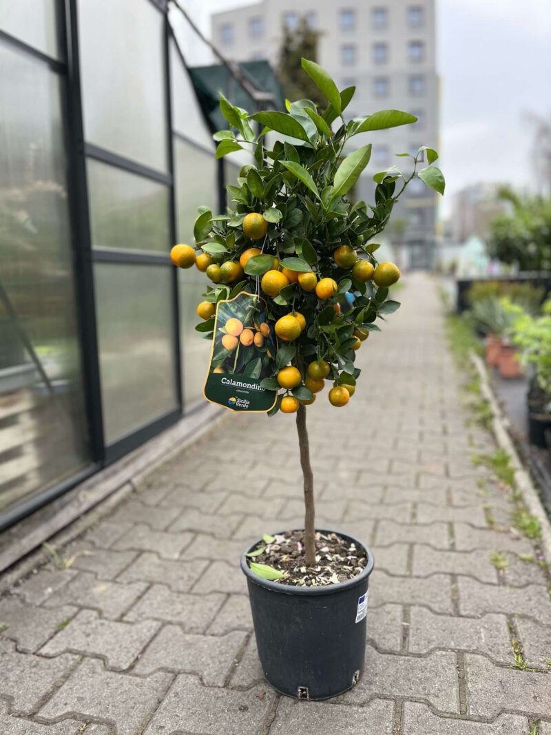 Calamandino (Citrus mitis) Calamandino (Citrus mitis)