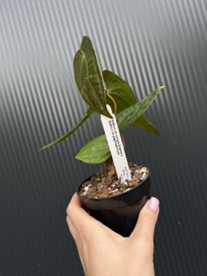 Anthurium Jungle Dreams x Papillilaminum